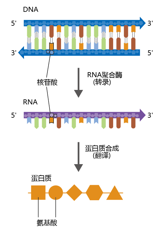 aging 5.1 真核生物基因表达预览