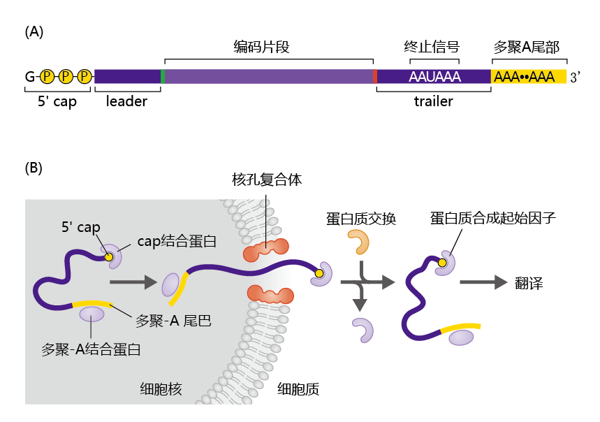 once in the cytosol, the cap-binding 蛋白质